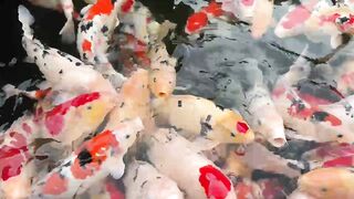 A group of koi fish gathered in a pond