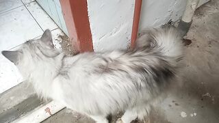 Befriending a Sweet Cat"Temanku Seekor Kucing Manis"