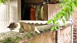 This Cat Thinks He is a Dog! 2