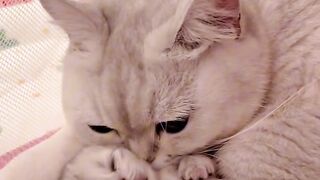Sleeping Kitten Dreams are the Cutest! 2