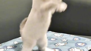 The Most Beautiful Fluffy Cat Ever! 3