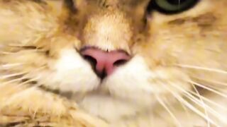 Crazy 3 AM Cat Zoomies Caught on Tape! 2