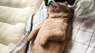 Heartwarming Mother Cat and Kittens! 2