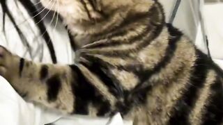 Cat Trying to Catch a Laser Pointer! 2