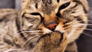 Cat Sneezing is the Cutest Thing! 3