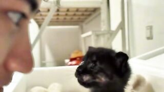 Bath Time Disaster for This Cat! 3