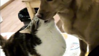 Cat Trapped in a Cardboard Box! 3