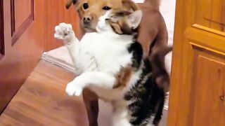 Dog Terrified of a Tiny Kitten! 2