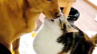 Cat Begging for Human Food! 🍗 2