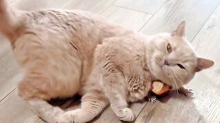 Invisible Maze Challenge for Cat! 2