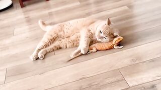 Cat Bringing Me Weird Gifts! 2