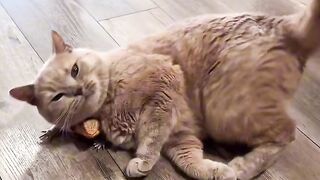 Relaxing Cat Purring Sounds for Sleep 💤 2