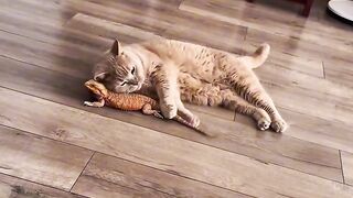 Fat Cat Trying to Fit in Small Bowl! 2
