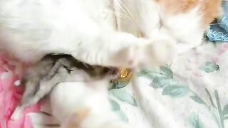 Cat Answering When Called! So Smart! 2