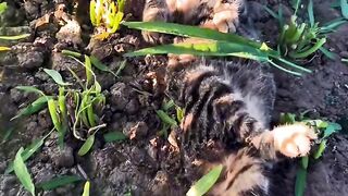 Cat Getting Brain Freeze from Ice Cream! 2