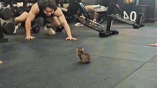 The Loudest Kitten in the World! 📢 2