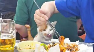 Cat Stealing Pizza Slice in 4K!