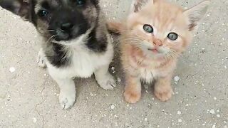 Cat Gently Waking Up Owner! 2