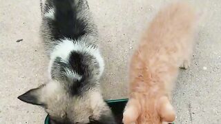 Cat Terrified of the Vacuum Cleaner! 2