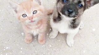 Cat Adopting a Baby Duck! So Pure! 2