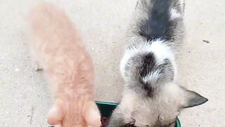Cat Making Biscuits on a Soft Blanket! 2