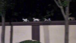 Ultimate Cat Fails Compilation 2026! 2