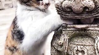 Kitten Meets Dog for the First Time! 🥺 2