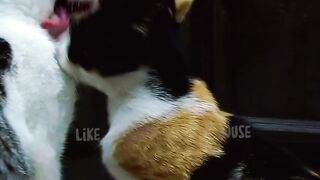 Cat love story