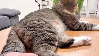 Cat Singing a Song! Hilarious Meow! 2