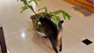 Cat Trying to Drink from the Tap! 2