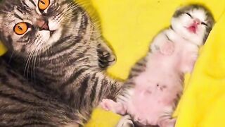 Sleepy Cat Falling off the Couch! 😂 2