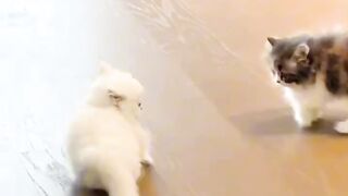 Cat Annoying Older Cat! Funny Sibling Rivalry! 2