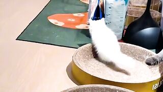 Cat Bringing Owner a Live Mouse! 2