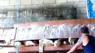 just another day at the farm