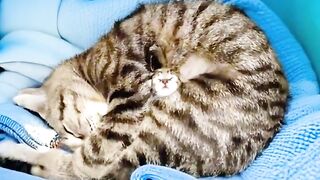 Cat Addicted to Olives! Weird Diet! 2