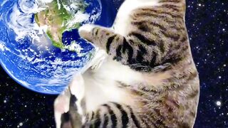 Cat vs Robot Vacuum! Epic Showdown! 2