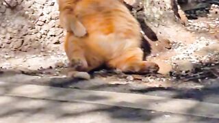 Cat Adopts an Orphaned Squirrel! 2