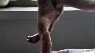 Cat Ringing a Bell for Treats! 2