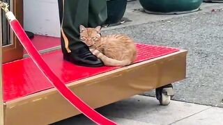 Cat Sneaking Up on a Toy Mouse! 2