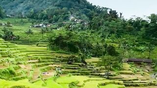 Stunning Green Rice Terraces Under the Mountain