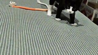 Cat Waking Up Confused! Where Am I? 2