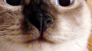 Cat Stealing the Dog's Bone! 3