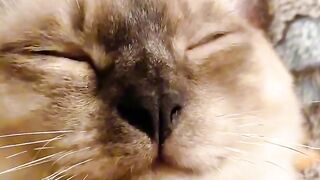 Cat Enjoying a Gentle Brushing! ASMR! 2