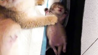 Cat Hissing at its Own Reflection! 2