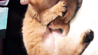 Cat Trying to Catch Snowflakes! ❄️ 3