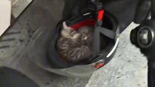 Cat Sneezing 5 Times in a Row! 2