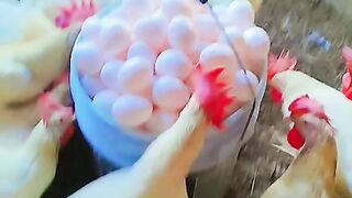 eggs eggs and more eggs 😁