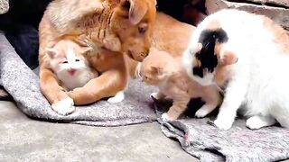 Cat Falling Asleep Sitting Up! 2