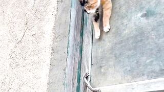 Cat Refusing to Give the Toy Back! 2