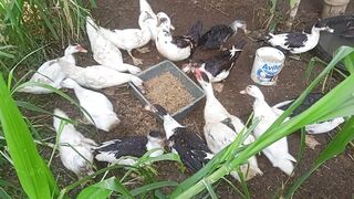 Cute Ducks Feeding Time